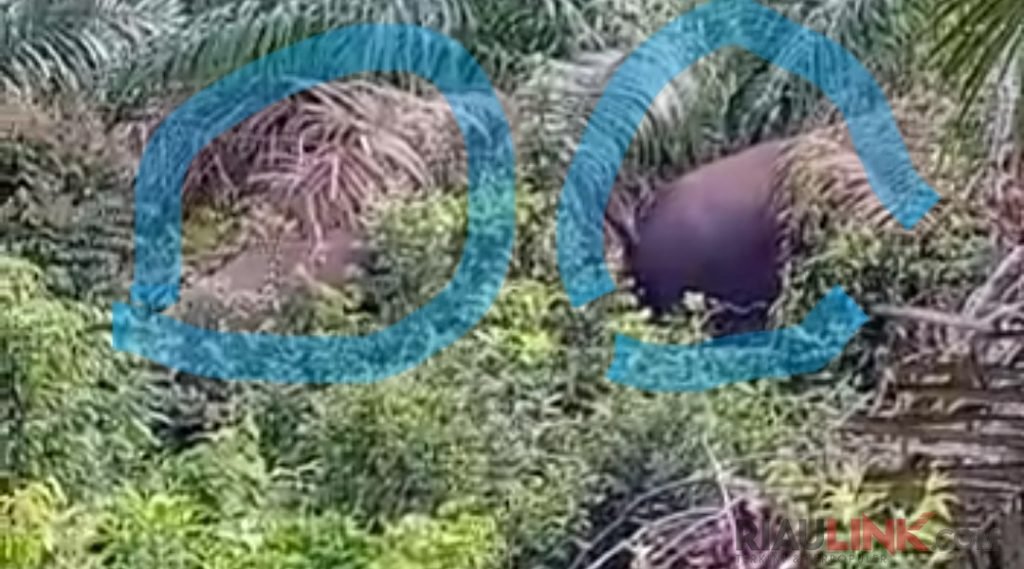 hal12-Kawanan gajah yang berkeliaran di wilayah Kelayang, Inhu.